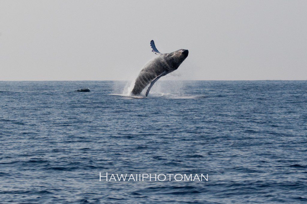 humpback whales kona hawaii