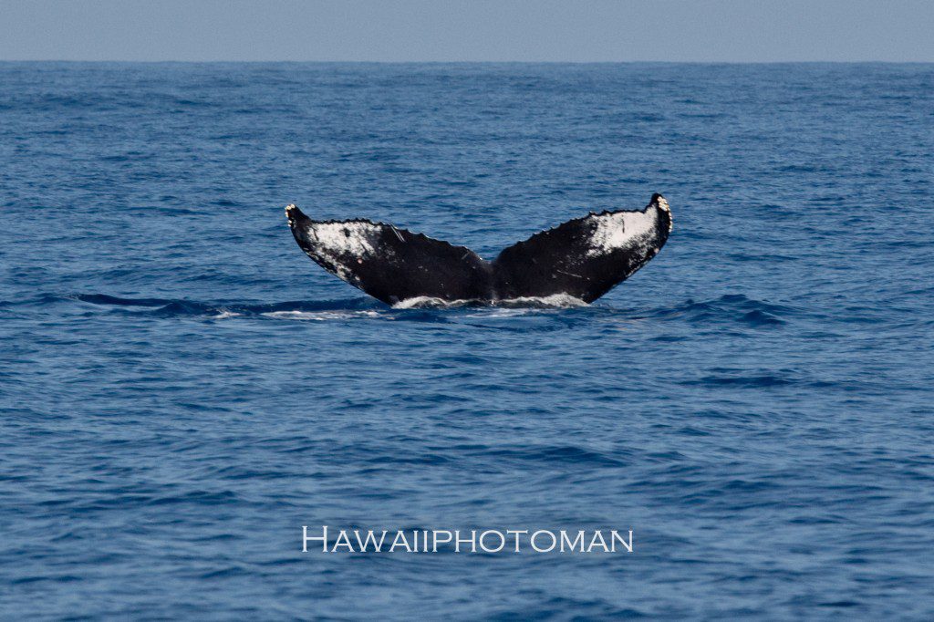 hump back whale kona hawaii -2