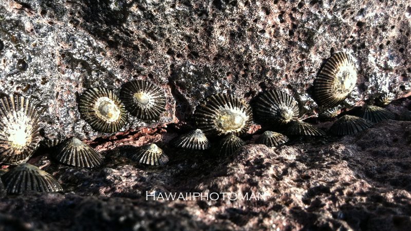 opihi shells hawaii