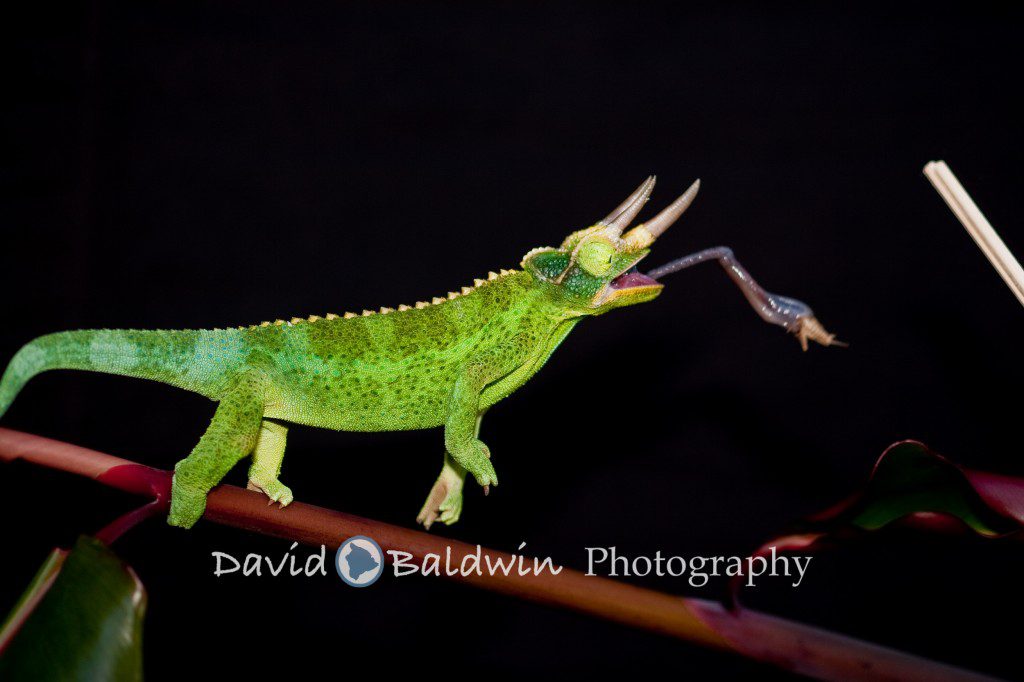chameleon fb-101