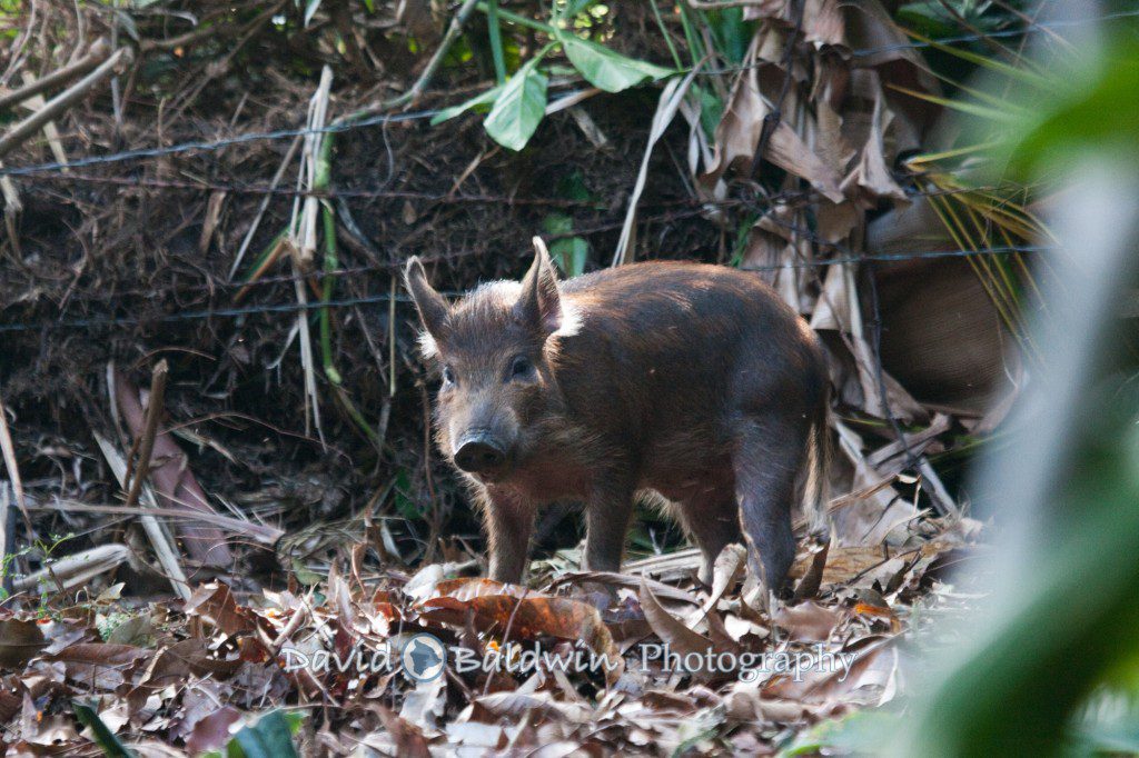 wild boar -103