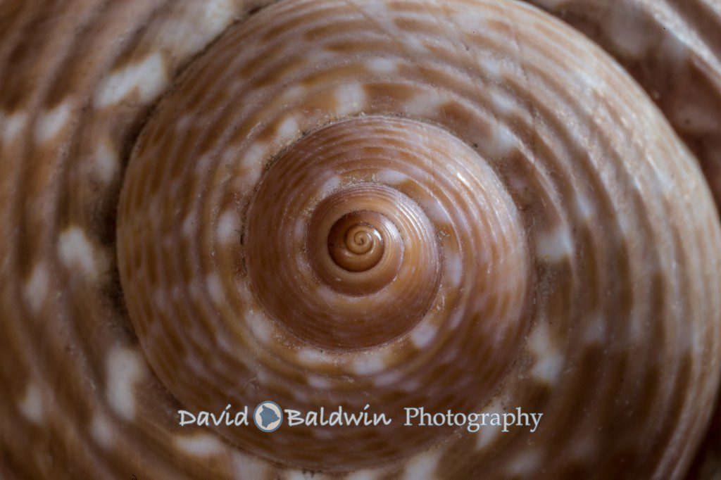 Hawaiian seashells Kona family and portrait photographer Big Island Hawaii