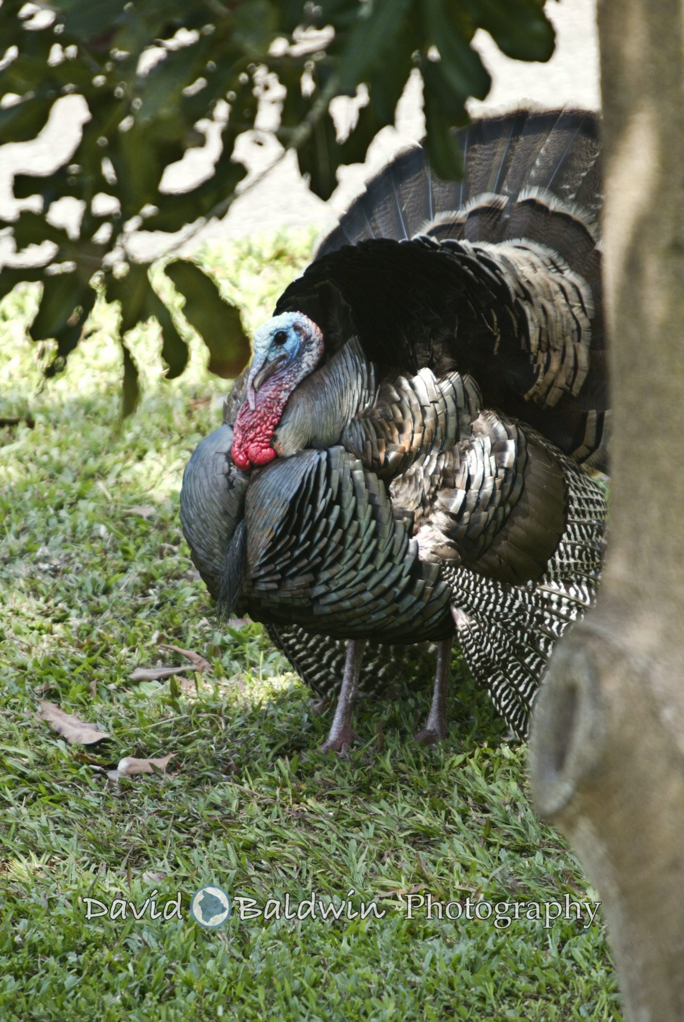 turkey fb-1