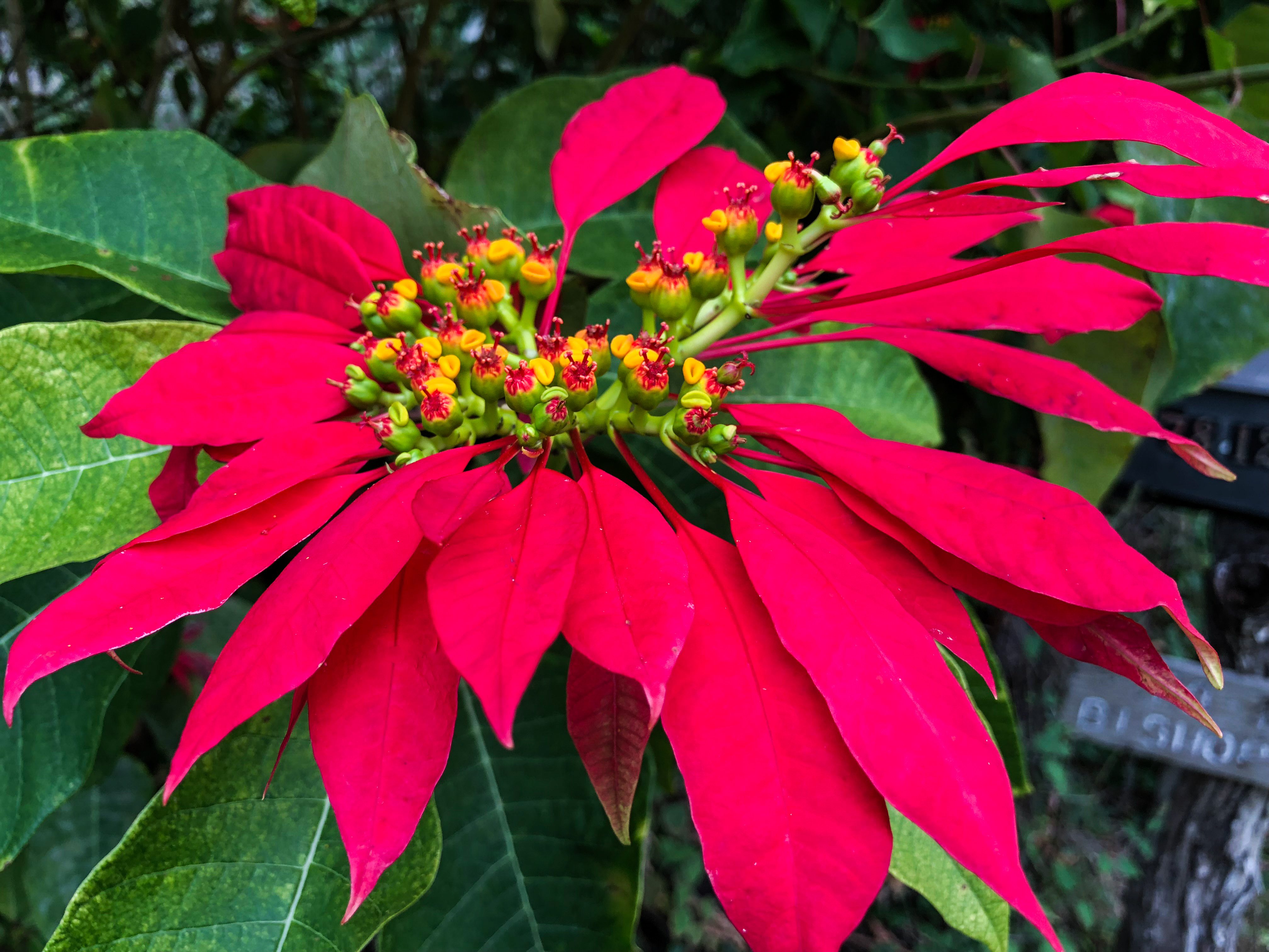 Poinsettia Hump Kona family and portrait photographer Big Island Hawaii
