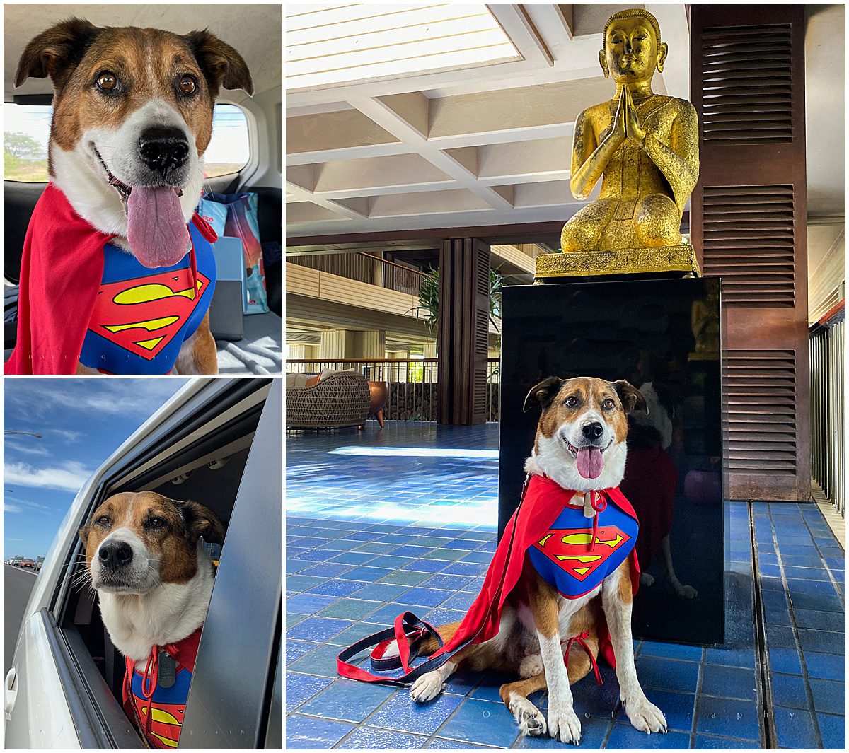 superman dog elvis hawaii