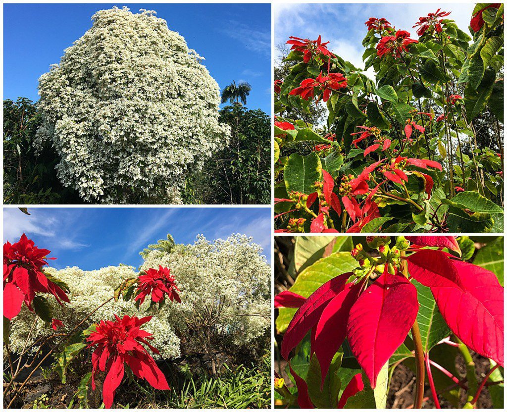 Hawaiian Christmas trees Kona family and portrait photographer Big